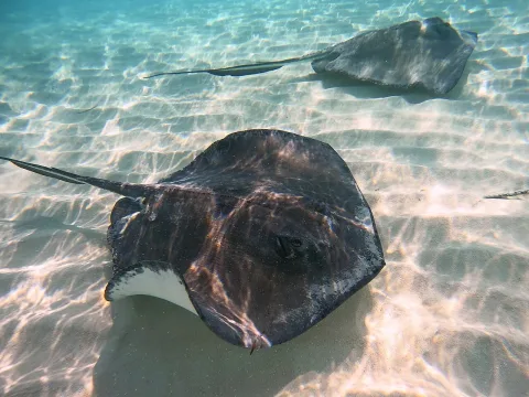 Southern stingray — Dan Schofield / Wikimedia Commons / CC BY 4.0