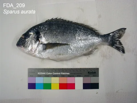 Gilthead seabream — The U.S. Food and Drug Administration / Wikimedia Commons / Public domain
