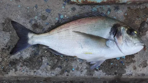 Gilthead seabream — (c) Alidz31, some rights reserved (CC BY) / Wikimedia Commons / CC BY 4.0