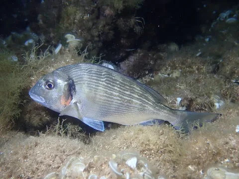 Gilthead seabream — Julien Renoult / Wikimedia Commons / CC BY 4.0