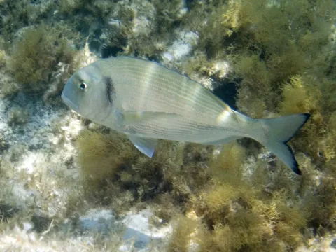 Gilthead seabream — David Blaikie / Wikimedia Commons / CC BY 2.0