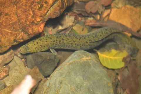 Speckled longfin eel — Yung-Lun Lin / Wikimedia Commons / CC BY 4.0