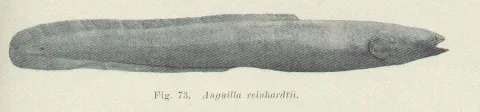 Speckled longfin eel — Edgar Ravenswood Waite / Wikimedia Commons / Public domain