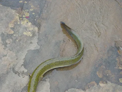 Speckled longfin eel — Carrie Baldacchino / Wikimedia Commons / CC0