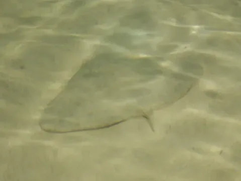 Spiny butterfly ray — Cliff from I now live in Arlington, VA (Outside Washington DC), USA / Wikimedia Commons / CC BY 2.0