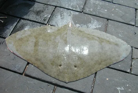 Spiny butterfly ray — NOAA Northeast Fisheries Science Center / Wikimedia Commons / Public domain