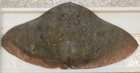 Spiny butterfly ray — Smithsonian Environmental Research Center / Wikimedia Commons / CC BY 2.0