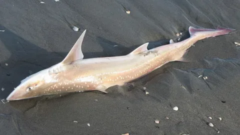 Spotted estuary smooth-hound — Arnim Littek / Wikimedia Commons / CC BY 4.0