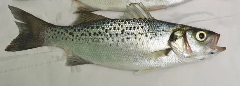 Spotted seabass — Anatolij Michailov / Wikimedia Commons / CC BY-SA 3.0