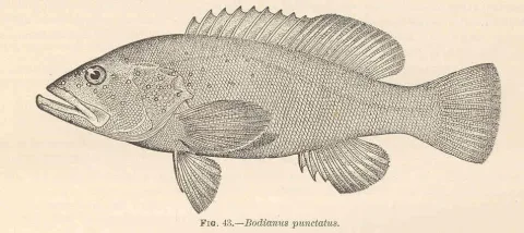 Spotted seabass — Barton Warren Evermann / Millard Caleb Marsh / Wikimedia Commons / Public domain