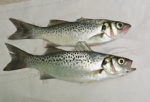 Spotted seabass — Anatolij Michailov / Wikimedia Commons / CC BY-SA 3.0