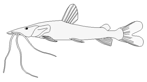 Spotted sorubim — No machine-readable author provided. Taragui assumed (based on copyright claims). / Wikimedia Commons / Public domain