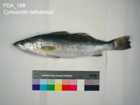 Spotted weakfish — The U.S. Food and Drug Administration / Wikimedia Commons / Public domain