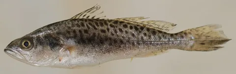 Spotted weakfish — Smithsonian Environmental Research Center / Wikimedia Commons / CC BY 2.0