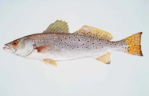 Spotted weakfish — Raver Duane, U.S. Fish and Wildlife Service / Wikimedia Commons / Public domain