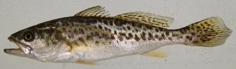 Spotted weakfish — Smithsonian Environmental Research Center / Wikimedia Commons / CC BY 2.0