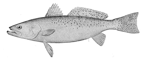 Spotted weakfish — United States Fish Commission / Wikimedia Commons / Public domain