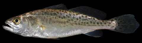 Spotted weakfish — Smithsonian Environmental Research Center / Wikimedia Commons / CC BY 2.0