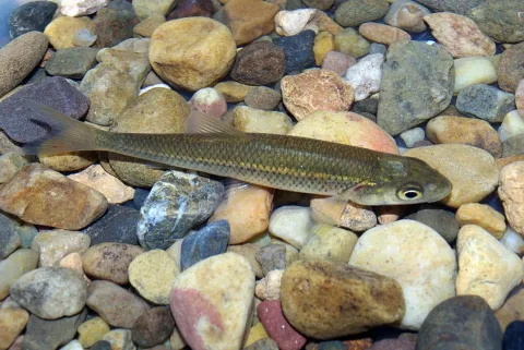 Chub — David Perez / Wikimedia Commons / CC BY 3.0