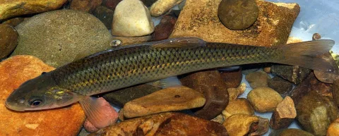 Chub — David Perez / Wikimedia Commons / CC BY 3.0