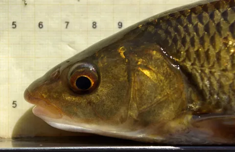 Chub — David Perez / Wikimedia Commons / CC BY 3.0