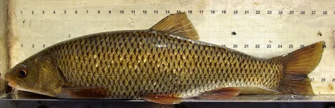 Chub — David Perez / Wikimedia Commons / CC BY 3.0