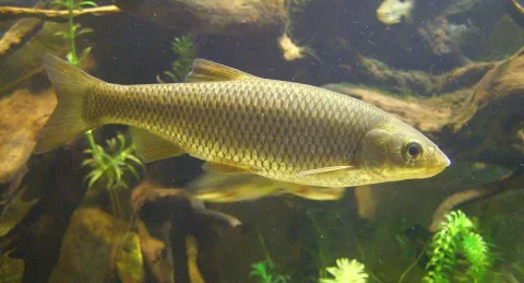 Chub — Júlio Reis / Wikimedia Commons / CC BY-SA 3.0