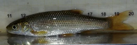 Chub — David Perez / Wikimedia Commons / CC BY 3.0