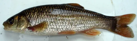 Iberian-Chub — David Perez / Wikimedia Commons / CC BY 3.0
