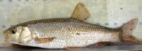 Iberian-Chub — David Perez / Wikimedia Commons / CC BY 3.0