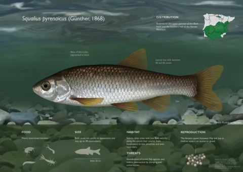 Iberian-Chub — Alfredo Rodríguez / Wikimedia Commons / CC BY-SA 4.0