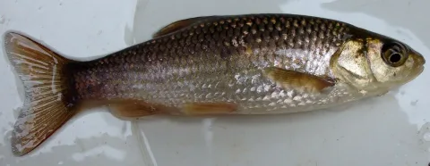 Iberian-Chub — David Perez / Wikimedia Commons / CC BY 3.0