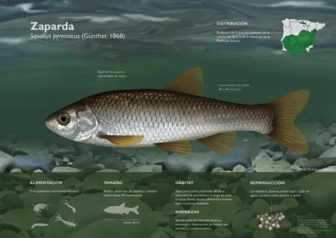 Iberian-Chub — Alfredo Rodríguez / Wikimedia Commons / CC BY-SA 4.0