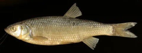 Squalius squalus — Zupančič P, Mrakovčić M, Marčić Z, Naseka A, Bogutskaya N / Wikimedia Commons / CC BY 3.0