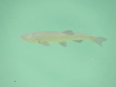 Squalius squalus — francescocecere / Wikimedia Commons / CC0