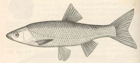 Squalius svallize — Harry Govier Seeley / Wikimedia Commons / Public domain