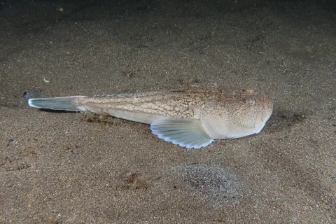 Stargazer — Julien Renoult / Wikimedia Commons / CC BY 4.0