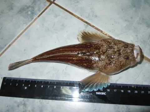 Stargazer — Yuriy Kvach / Wikimedia Commons / CC BY-SA 3.0