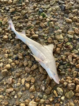 Starry smooth-hound — jwxll / Wikimedia Commons / CC0