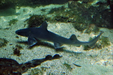 Starry smooth-hound — This illustration was made by Citron
You must credit this : Citron / CC-BY-SA-3.0 / Wikimedia Commons / CC BY-SA 3.0