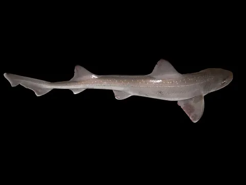 Starry smooth-hound — Hans Hillewaert / Wikimedia Commons / CC BY-SA 4.0
