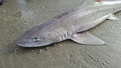 Starry smooth-hound — purperlibel / Wikimedia Commons / CC BY-SA 4.0