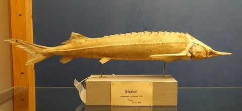 Sterlet sturgeon — Daderot / Wikimedia Commons / CC0