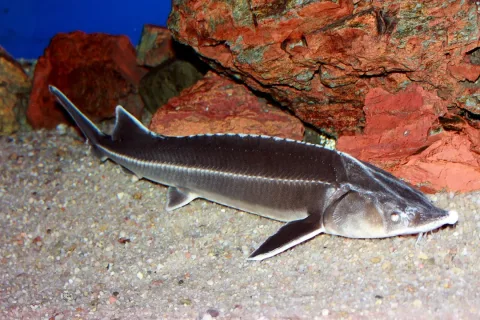 Sterlet sturgeon — Karelj / Wikimedia Commons / Public domain