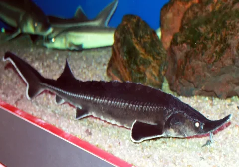 Sterlet sturgeon — Karelj / Wikimedia Commons / Public domain
