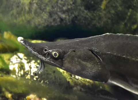 Sterlet sturgeon — High Contrast / Wikimedia Commons / CC BY 3.0 de
