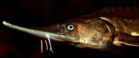 Sterlet sturgeon — 5snake5 / Wikimedia Commons / CC0