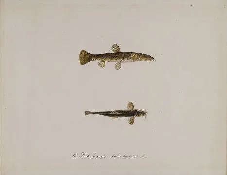 Stone loach — Alphonse Lunel / Wikimedia Commons / Public domain