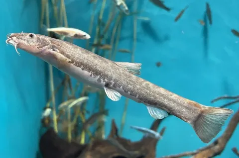 Stone loach — Totti / Wikimedia Commons / CC BY-SA 4.0