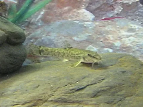 Stone loach — MdE / Wikimedia Commons / CC BY-SA 3.0